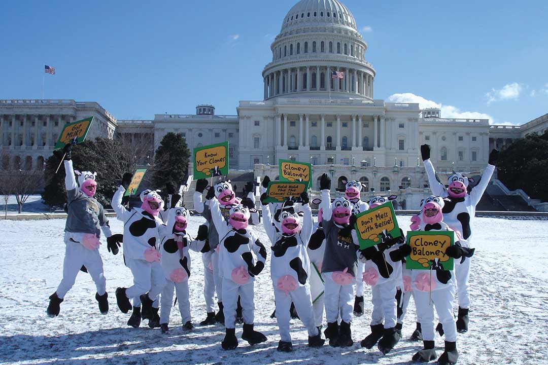 Mensen gekleed in koeienkostuums
